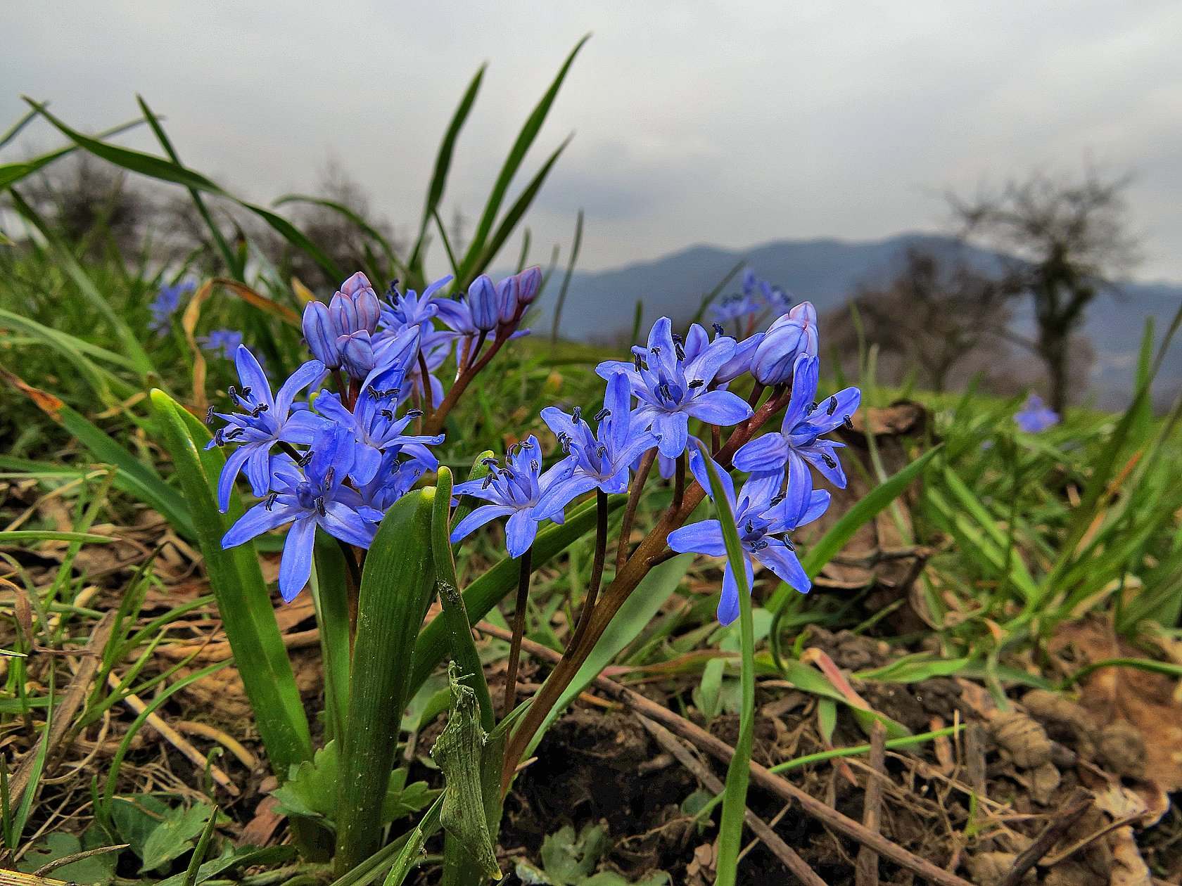 Le ultime arrivate tra le piante gi fiorite